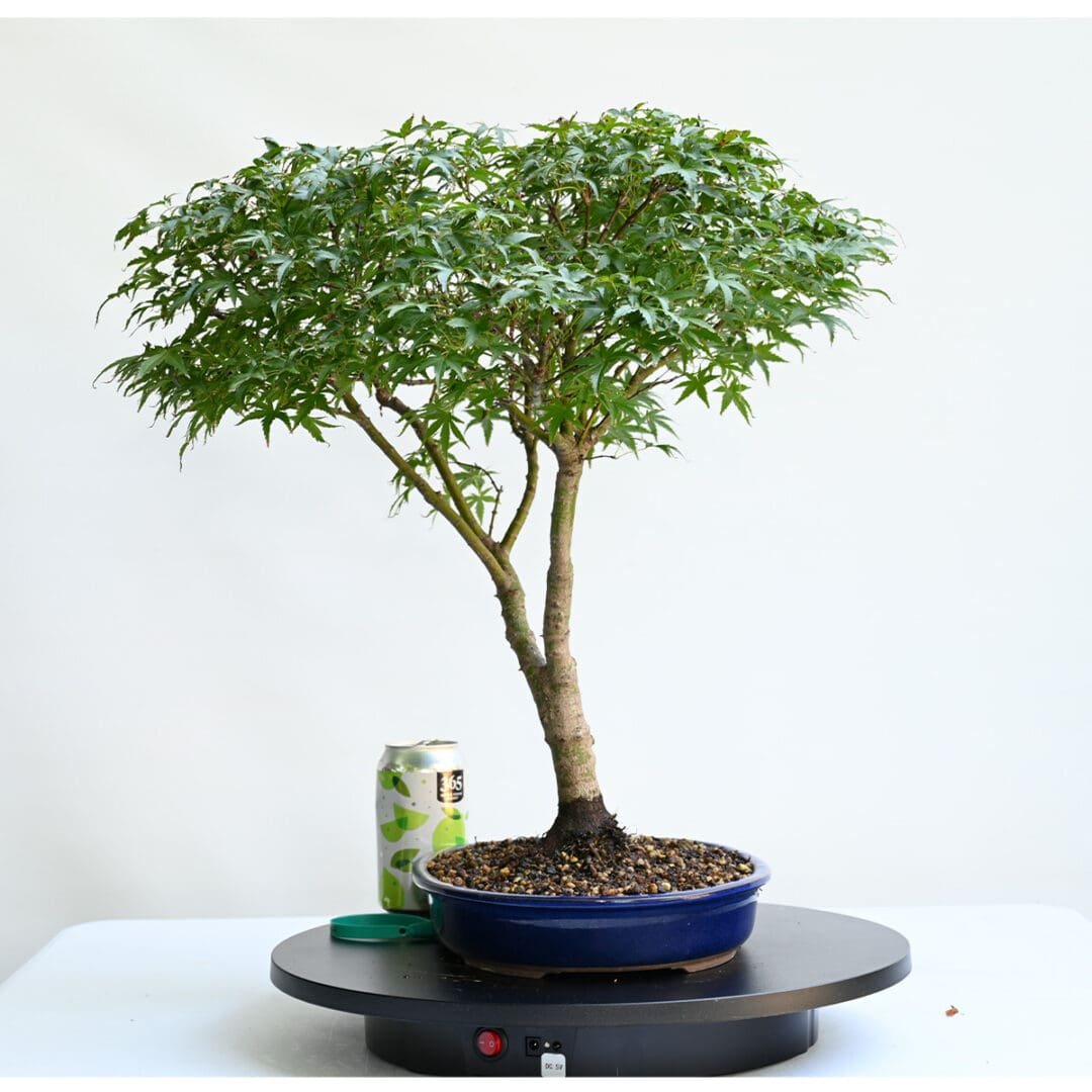 Japanese Maple Sharps Pygmy Bonsai