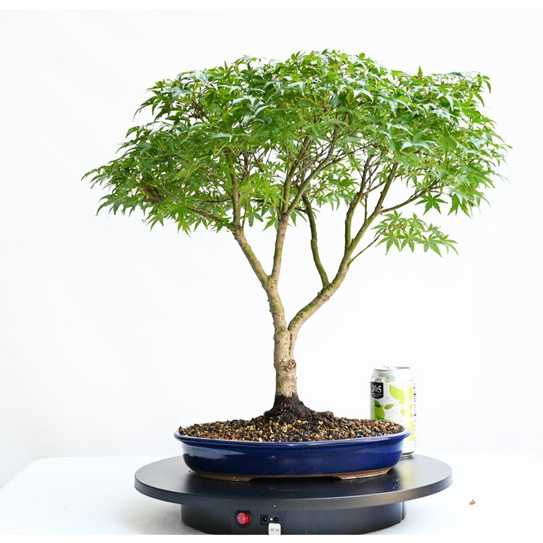 Japanese Maple Sharps Pygmy Bonsai