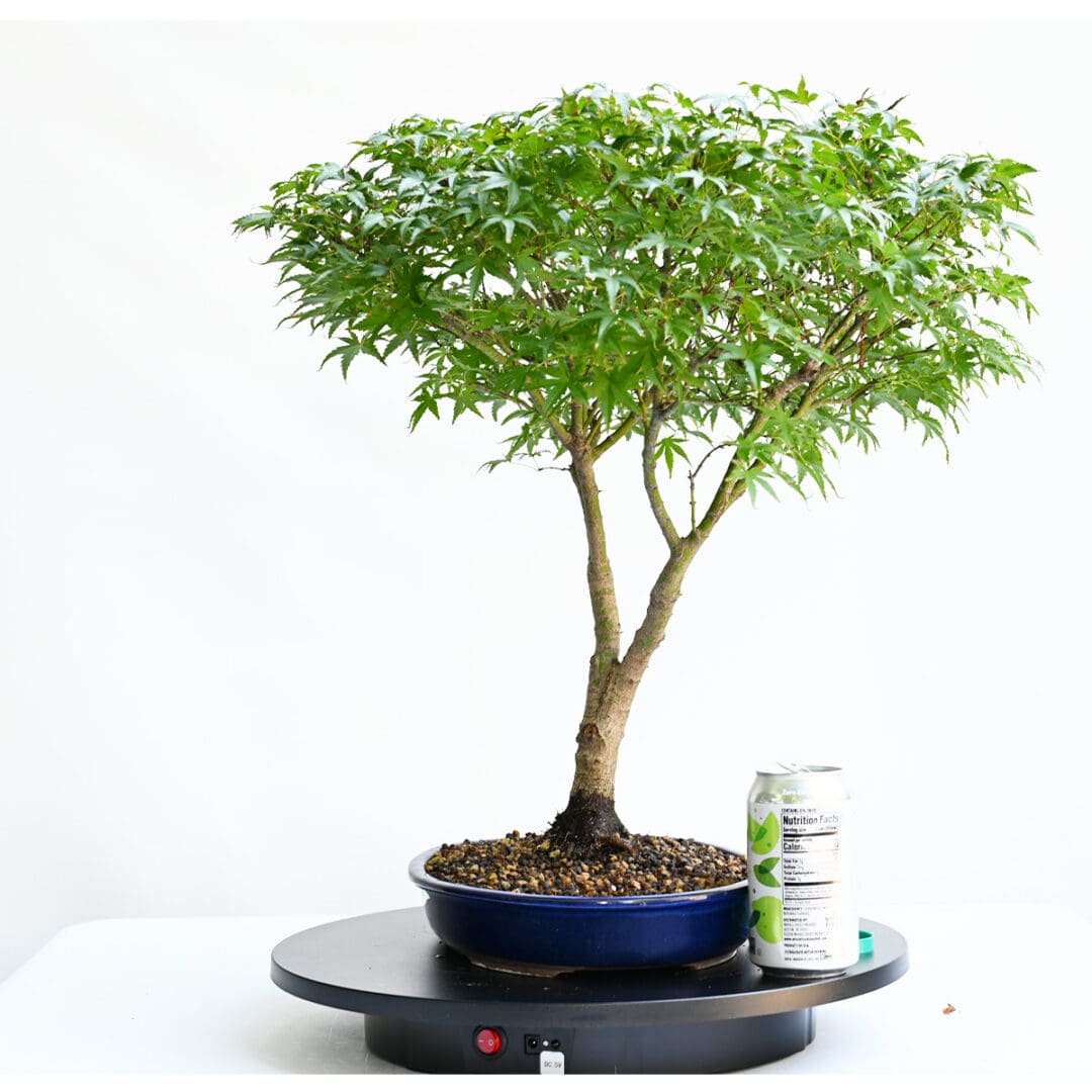 Japanese Maple Sharps Pygmy Bonsai