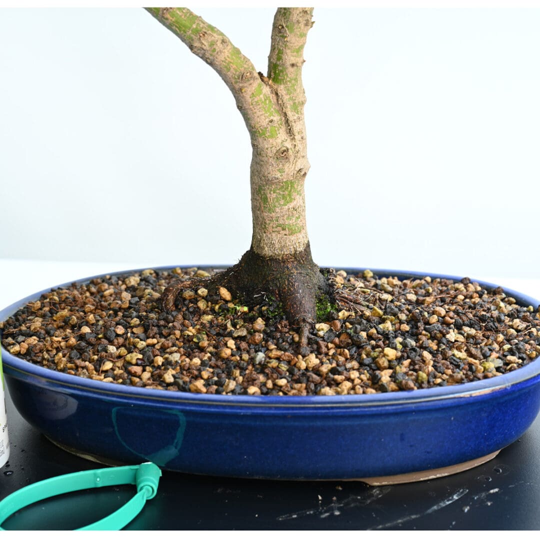 Japanese Maple Sharps Pygmy Bonsai
