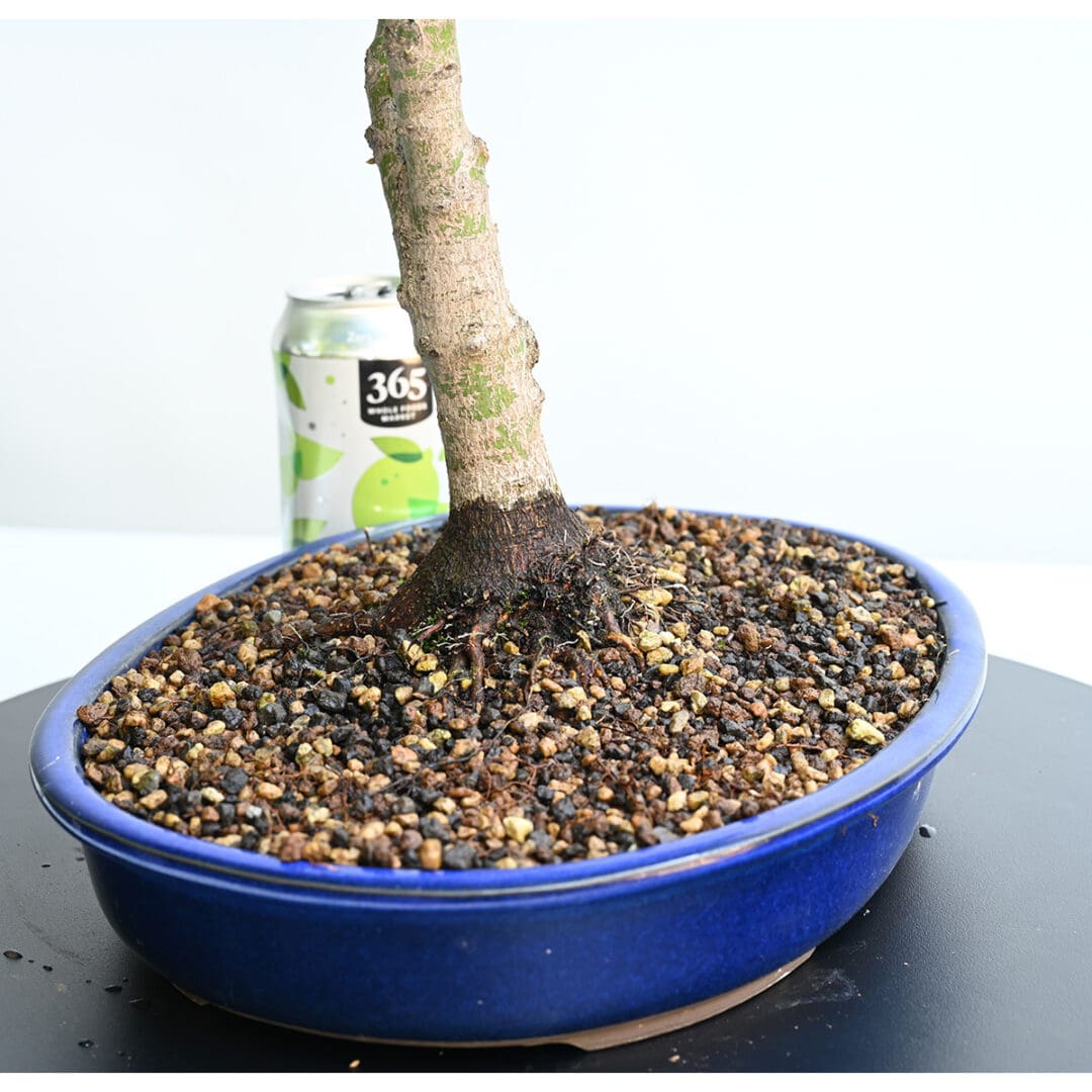 Japanese Maple Sharps Pygmy Bonsai