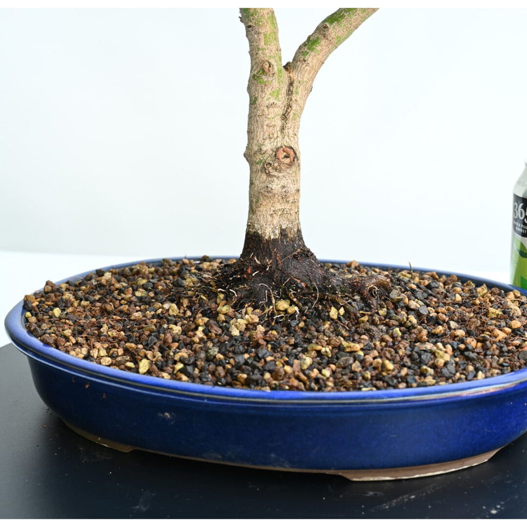 Japanese Maple Sharps Pygmy Bonsai
