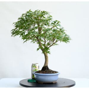 Sharps Pygmy Japanese Maple Bonsai
