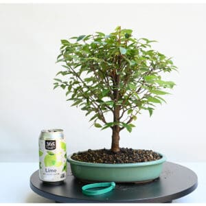 Zelkova Bonsai