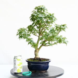 Japanese Maple Kotohime Bonsai