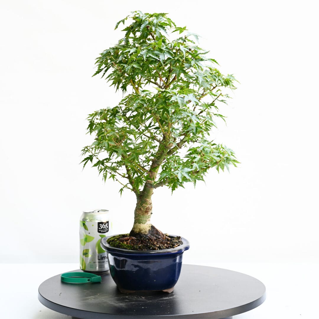 Japanese Maple Kotohime Bonsai