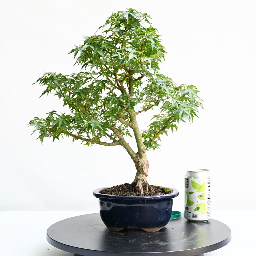 Japanese Maple Kotohime Bonsai