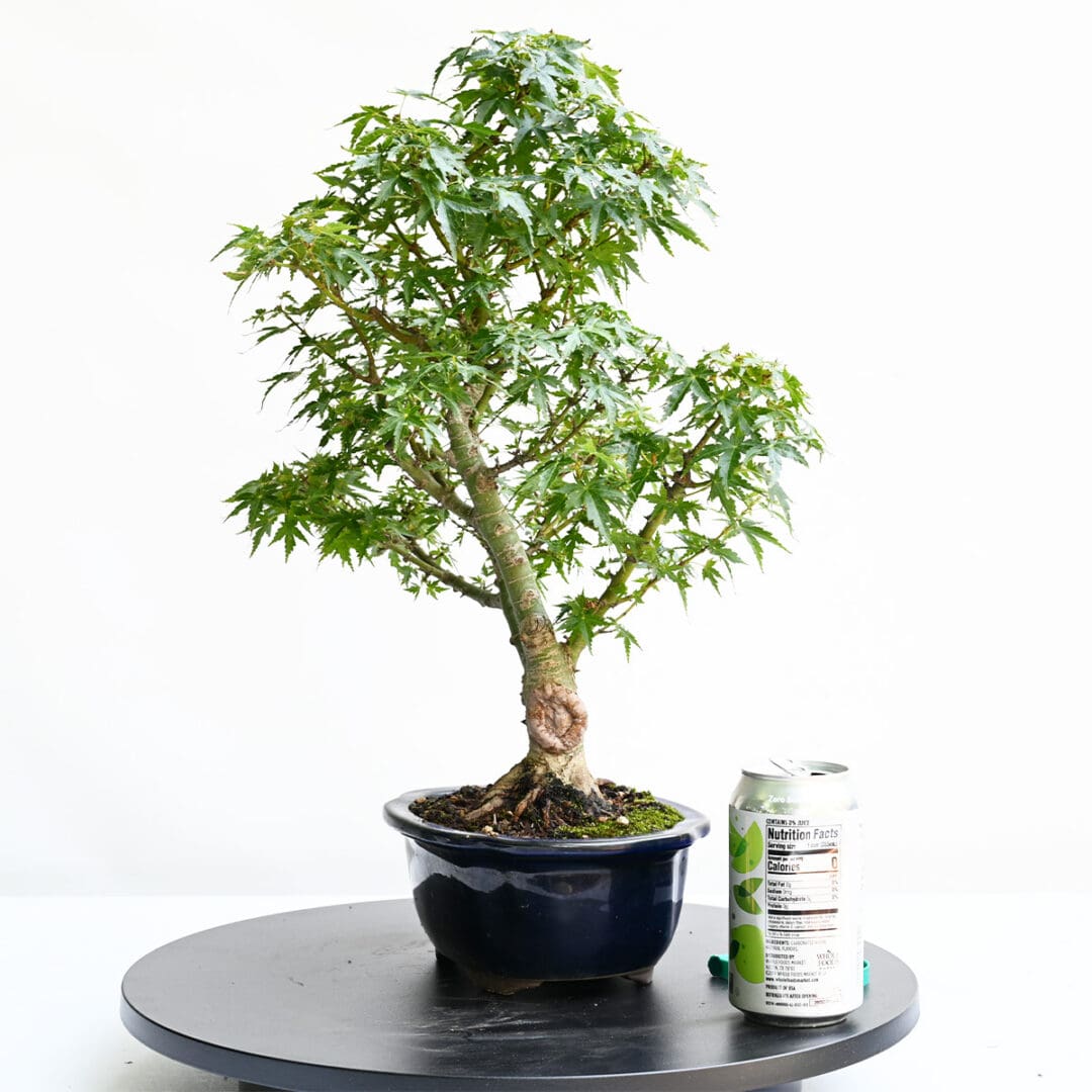 Japanese Maple Kotohime Bonsai