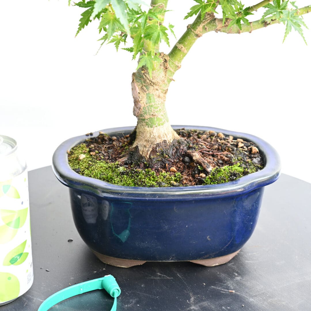 Japanese Maple Kotohime Bonsai
