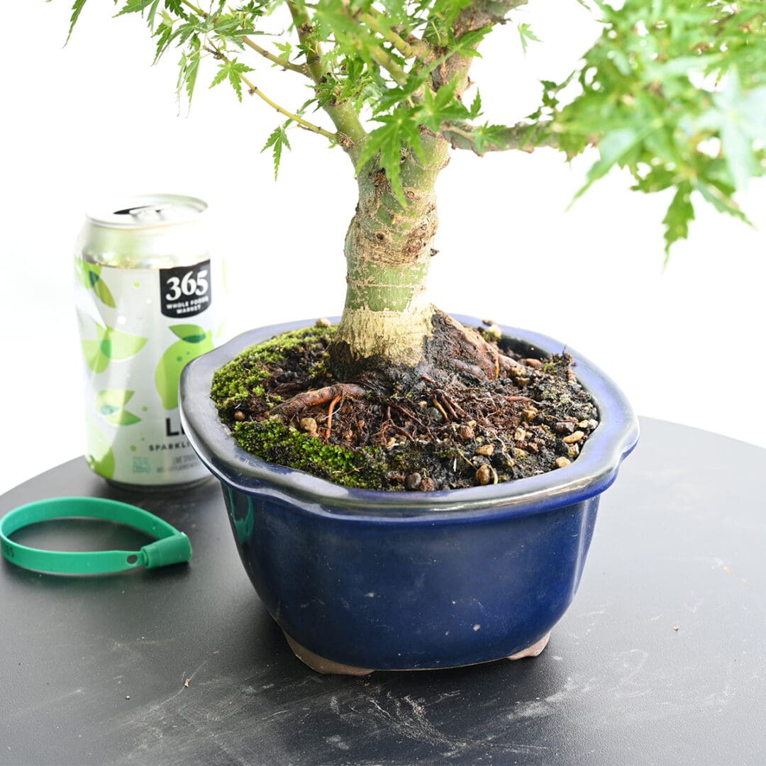 Japanese Maple Kotohime Bonsai
