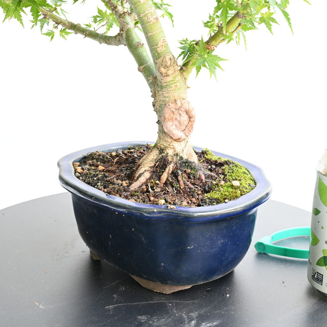 Japanese Maple Kotohime Bonsai