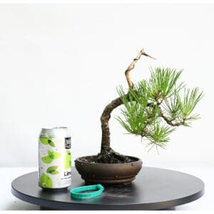 Japanese Black Pine Bonsai