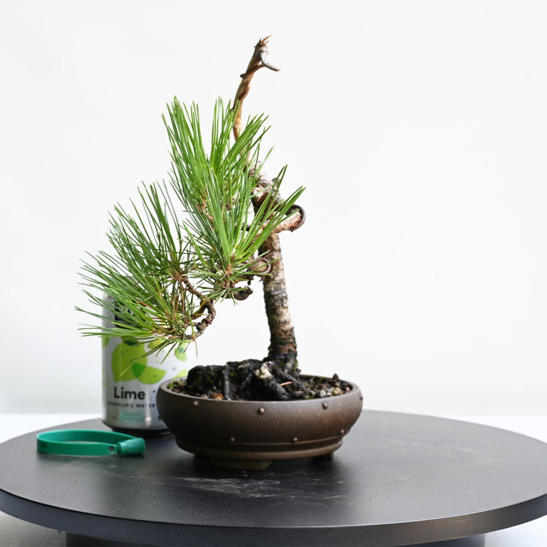 Japanese Black Pine Bonsai