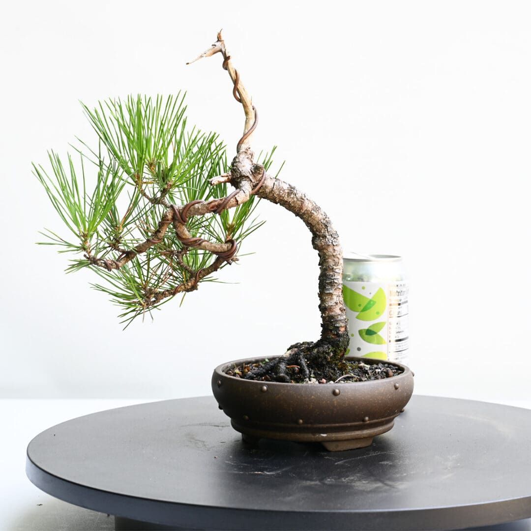 Japanese Black Pine Bonsai