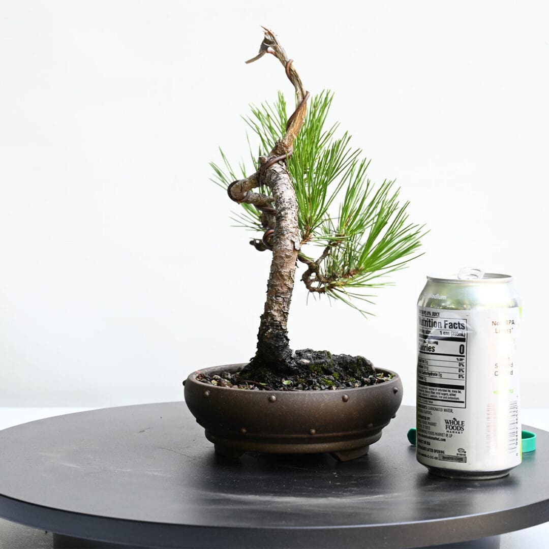 Japanese Black Pine Bonsai