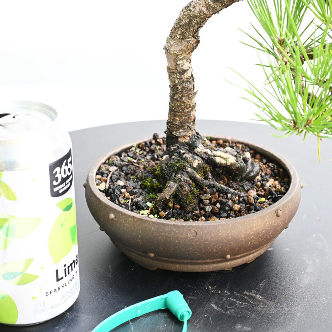 Japanese Black Pine Bonsai
