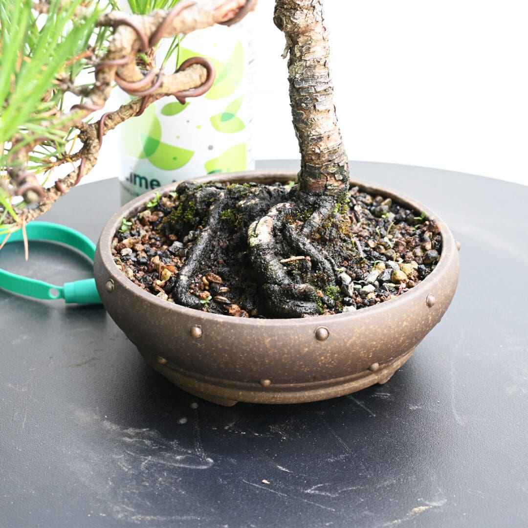 Japanese Black Pine Bonsai