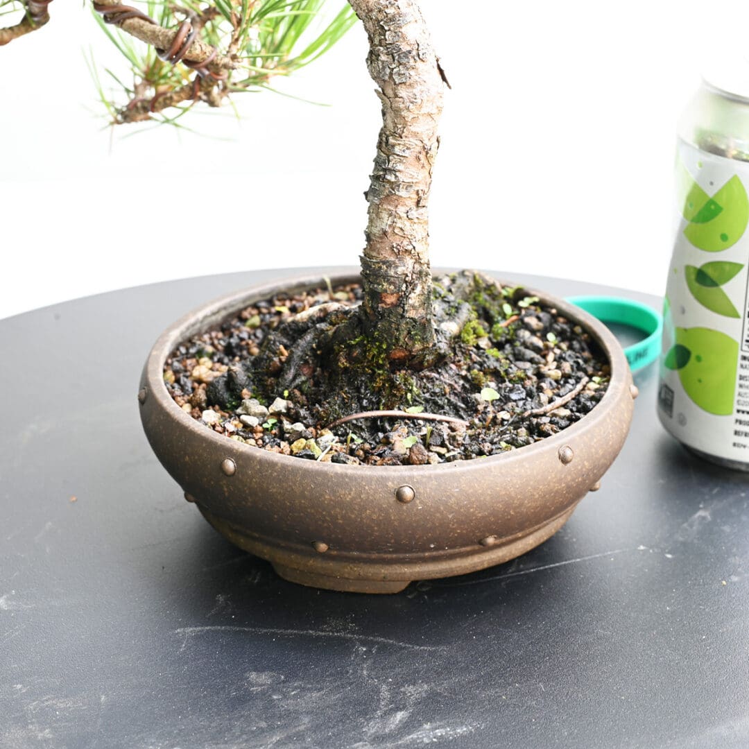 Japanese Black Pine Bonsai