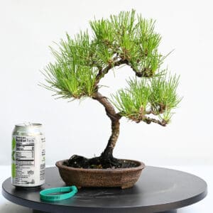 Japanese Black Pine Bonsai