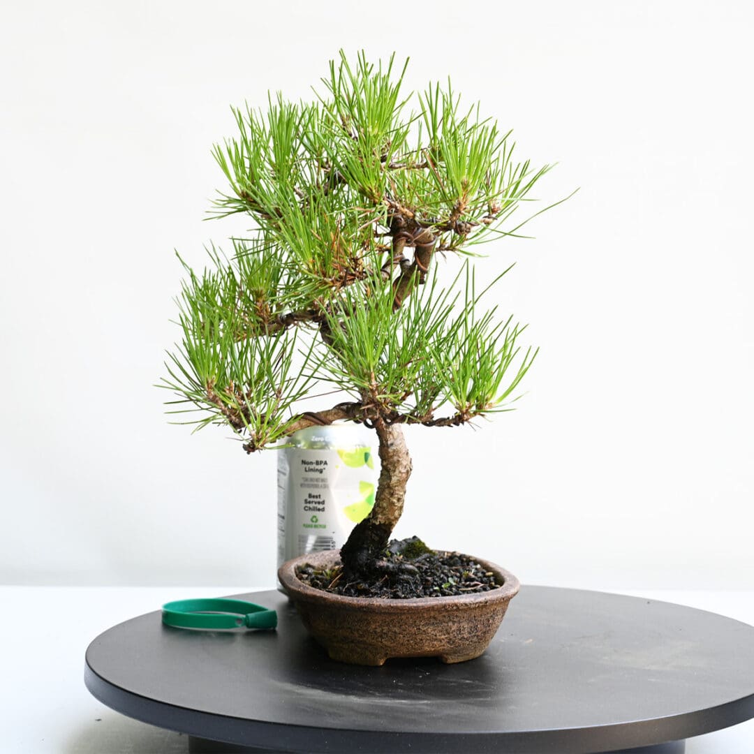 Japanese Black Pine Bonsai