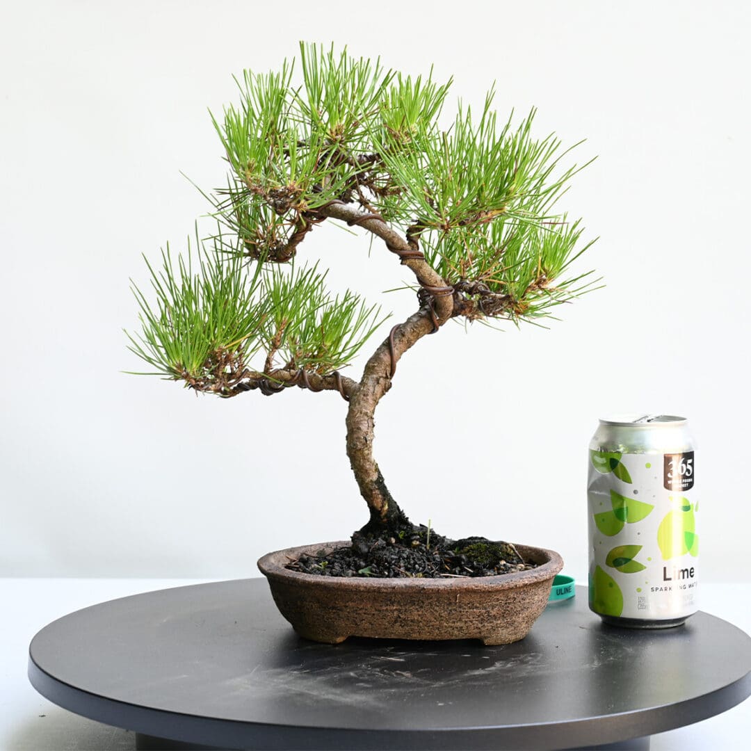 Japanese Black Pine Bonsai