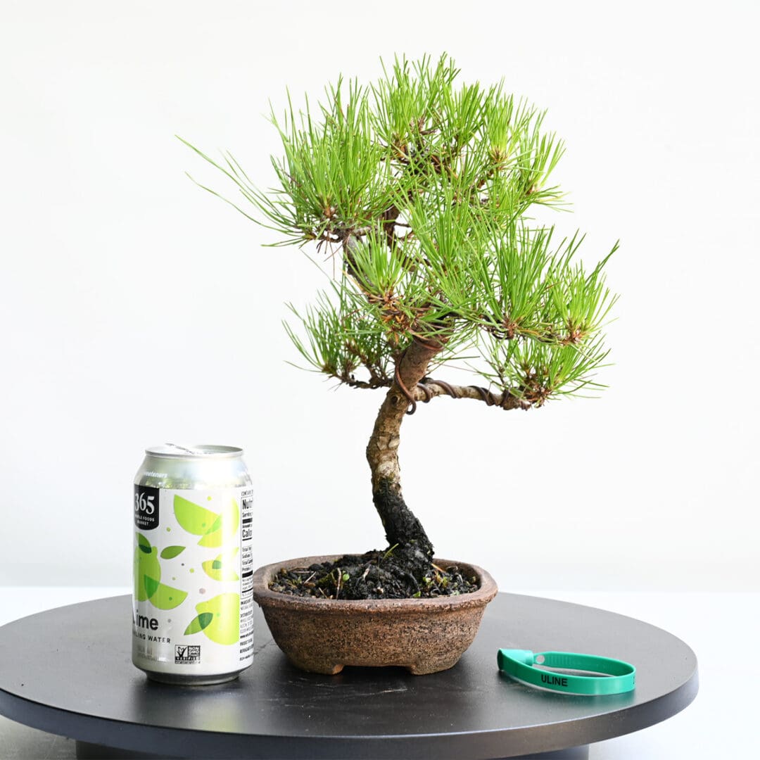 Japanese Black Pine Bonsai