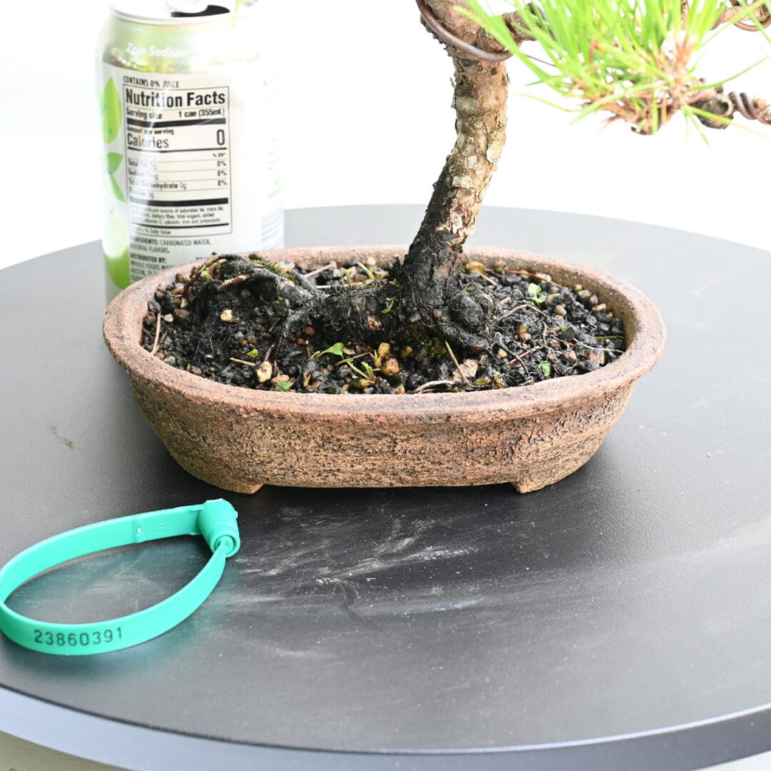 Japanese Black Pine Bonsai