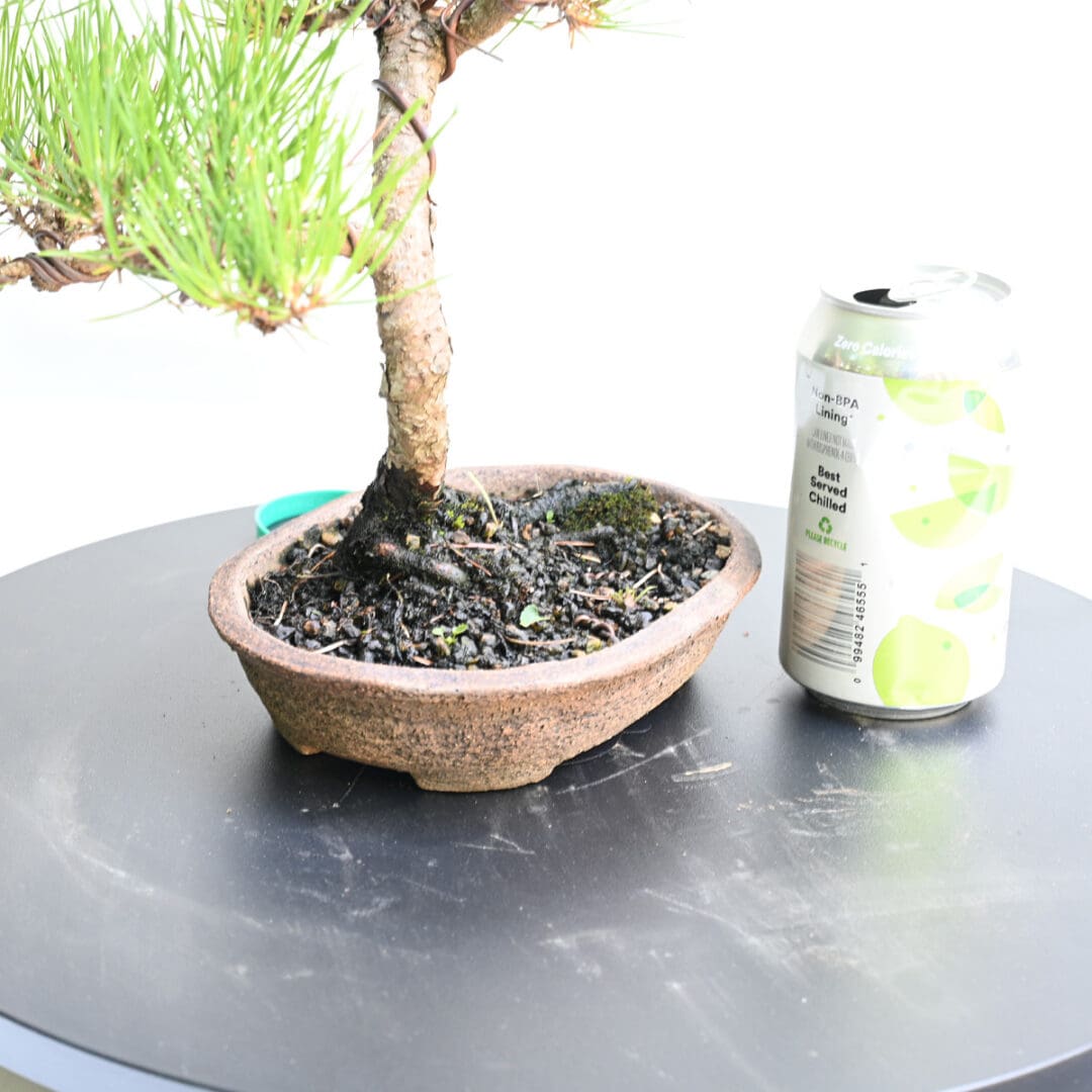 Japanese Black Pine Bonsai