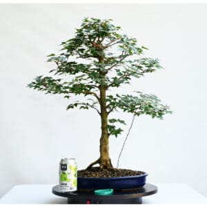 Trident Maple Bonsai