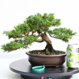 Itoigawa Shimpaku Juniper Bonsai