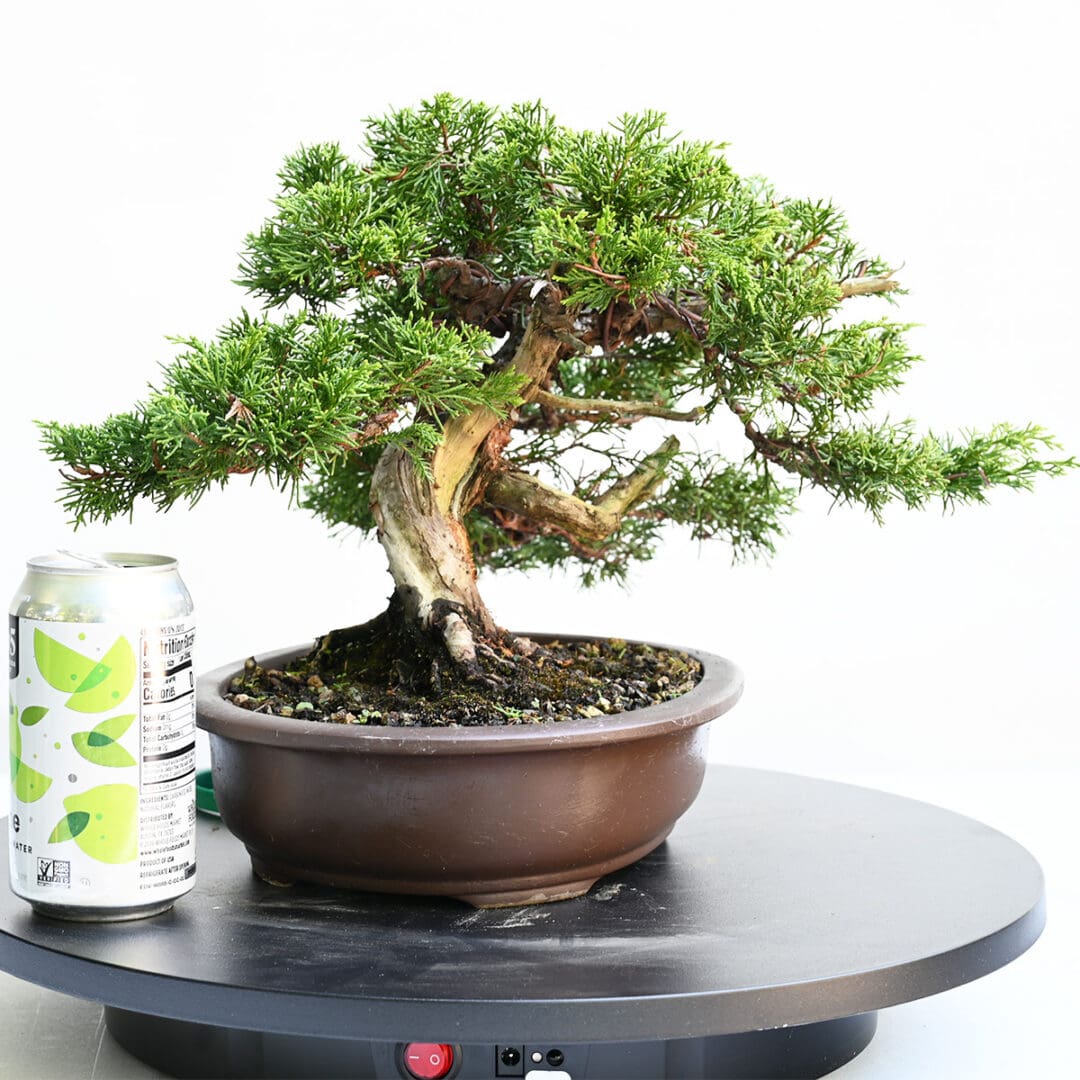 Itoigawa Shimpaku Juniper Bonsai
