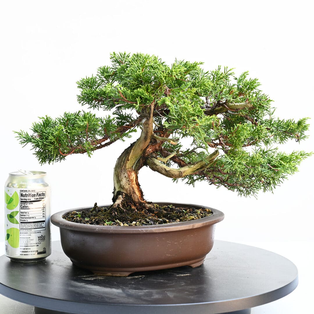 Itoigawa Shimpaku Juniper Bonsai