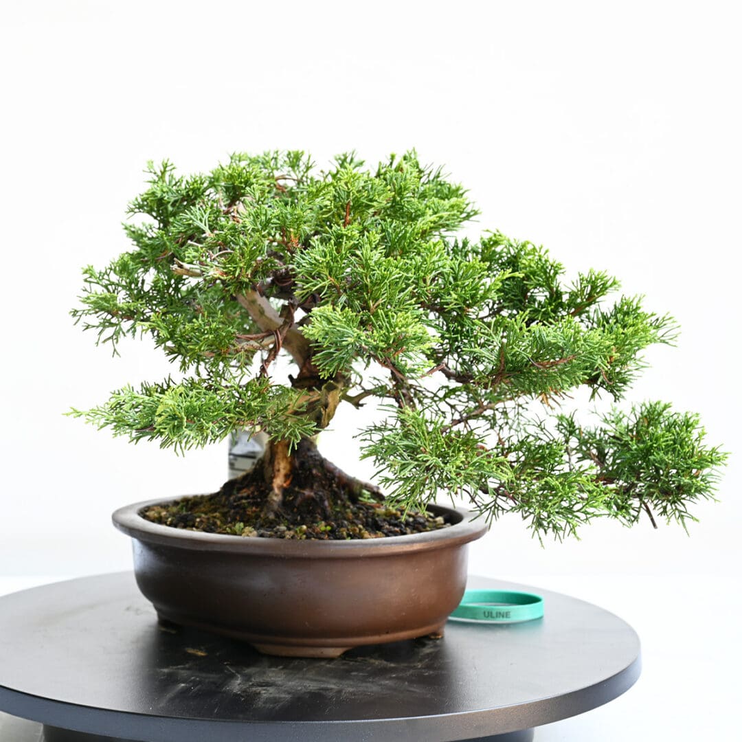 Itoigawa Shimpaku Juniper Bonsai