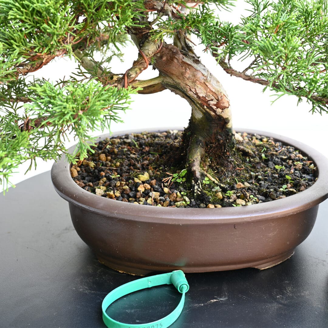 Itoigawa Shimpaku Juniper Bonsai