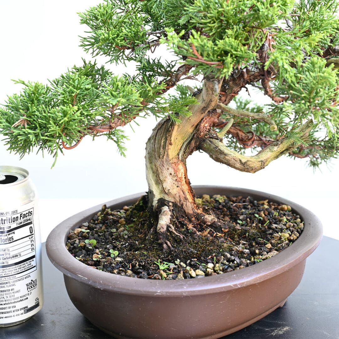Itoigawa Shimpaku Juniper Bonsai