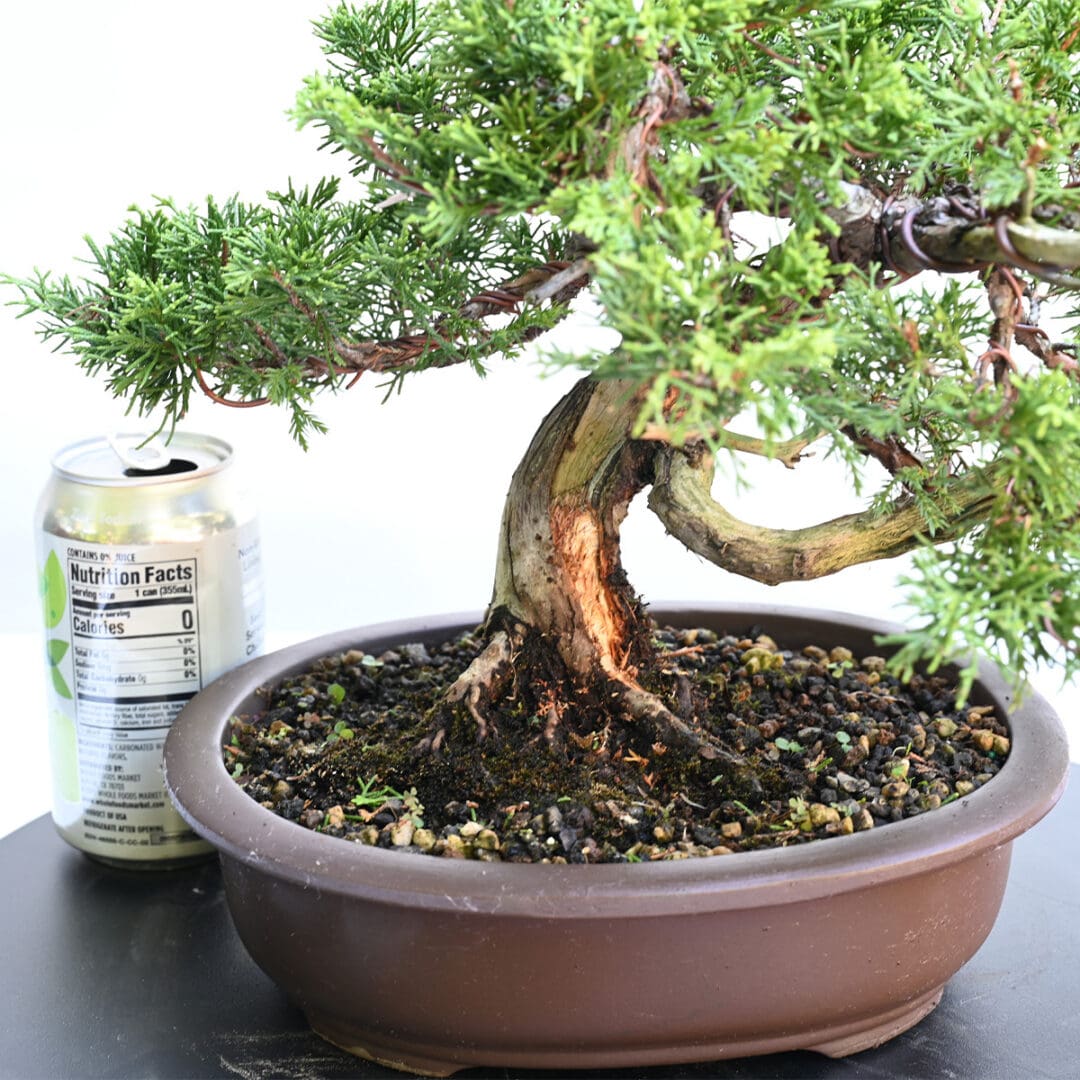 Itoigawa Shimpaku Juniper Bonsai