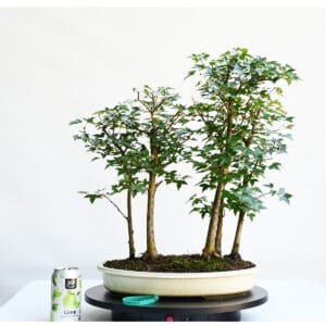 Trident Maple Forest Bonsai