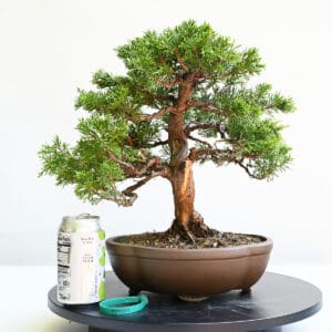 Itoigawa Shimpaku Juniper Bonsai