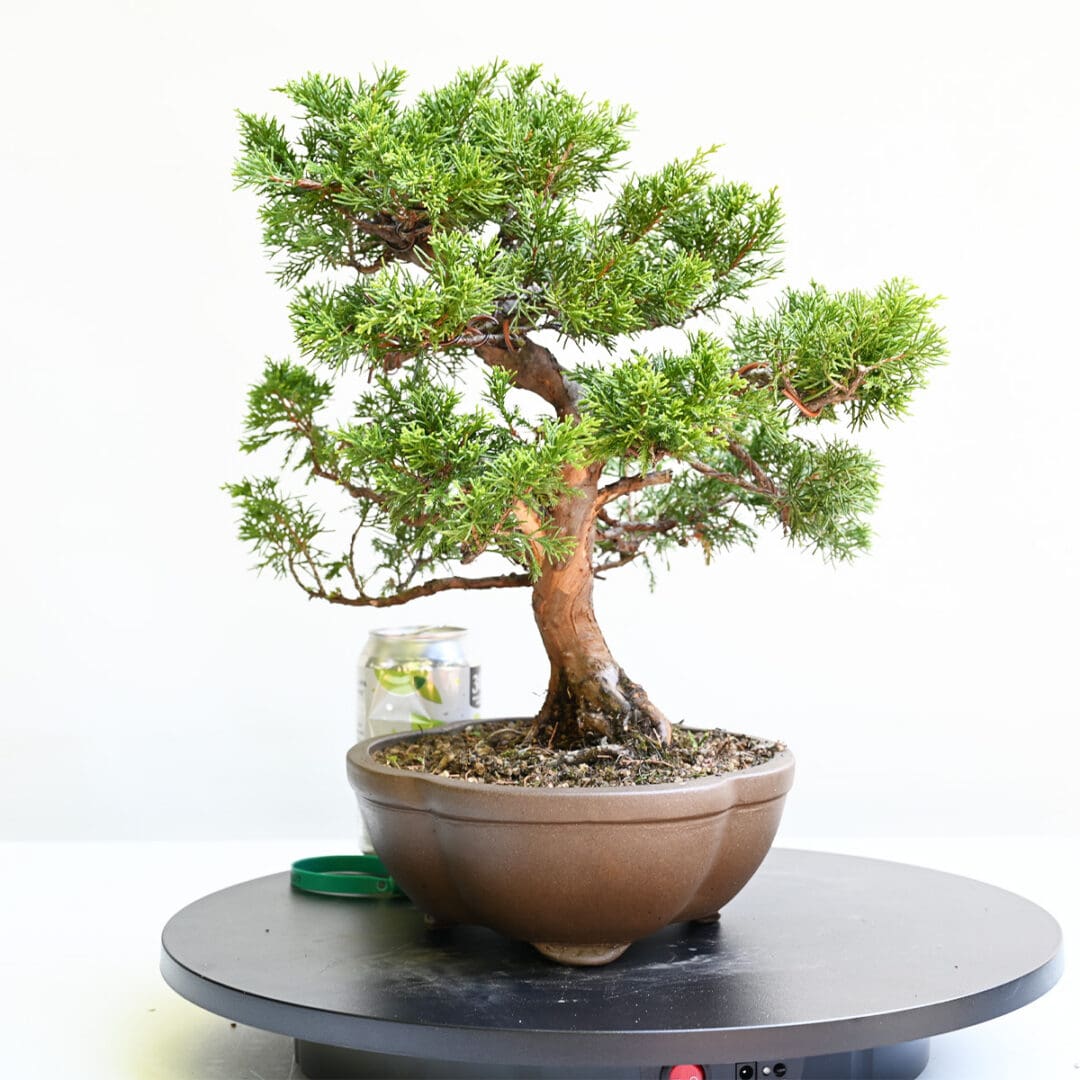 Itoigawa Shimpaku Juniper Bonsai