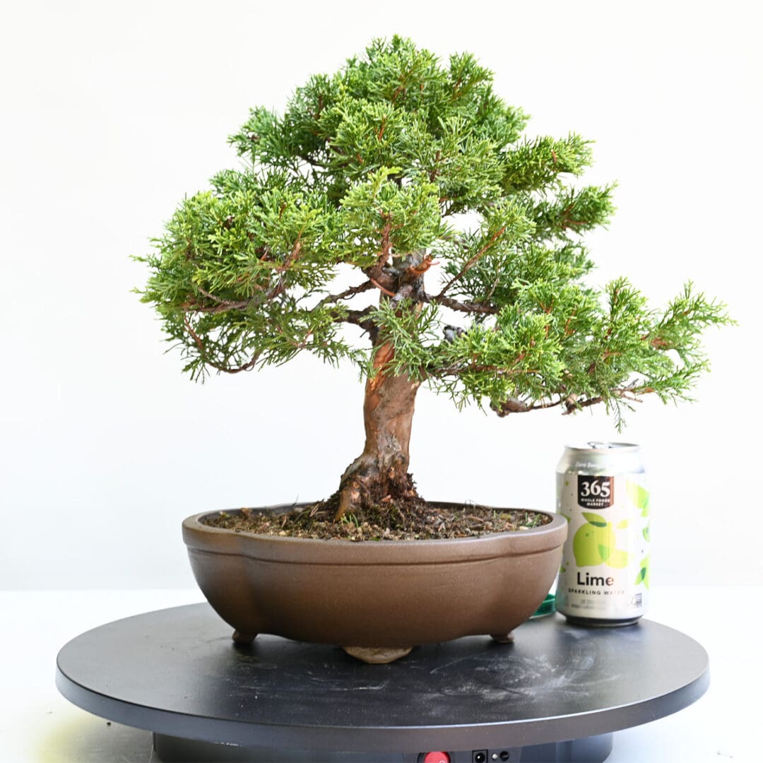 Itoigawa Shimpaku Juniper Bonsai