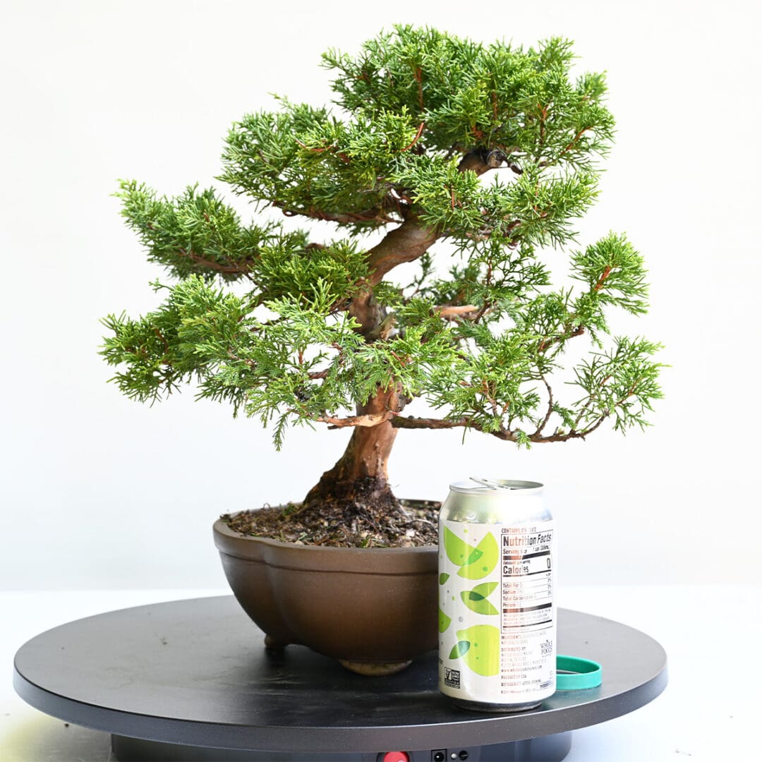 Itoigawa Shimpaku Juniper Bonsai