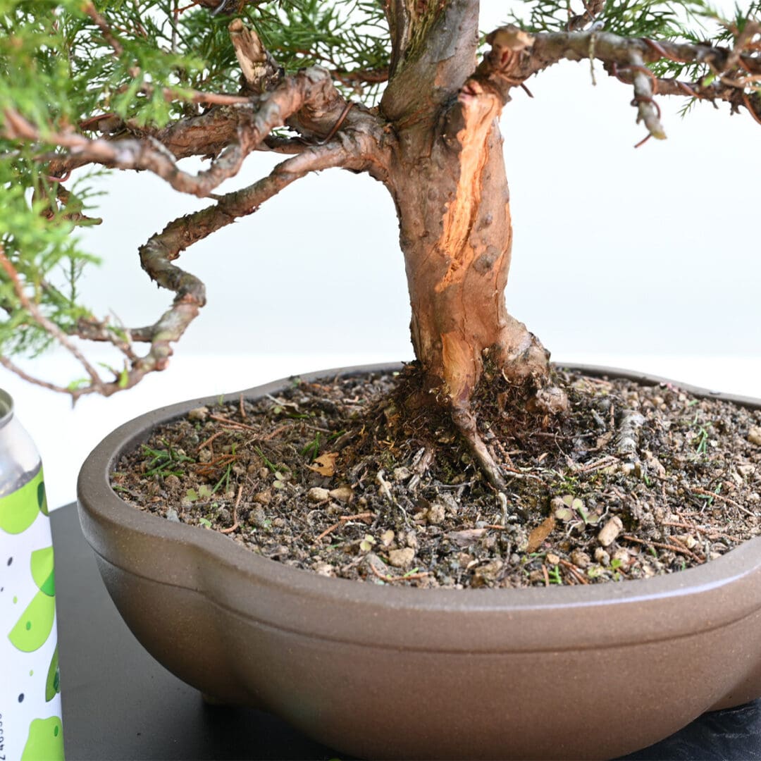 Itoigawa Shimpaku Juniper Bonsai