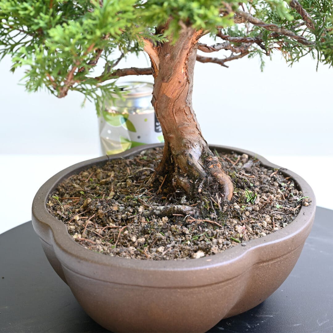 Itoigawa Shimpaku Juniper Bonsai