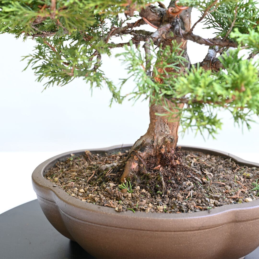 Itoigawa Shimpaku Juniper Bonsai