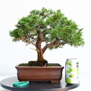 Itoigawa Shimpaku Juniper Bonsai