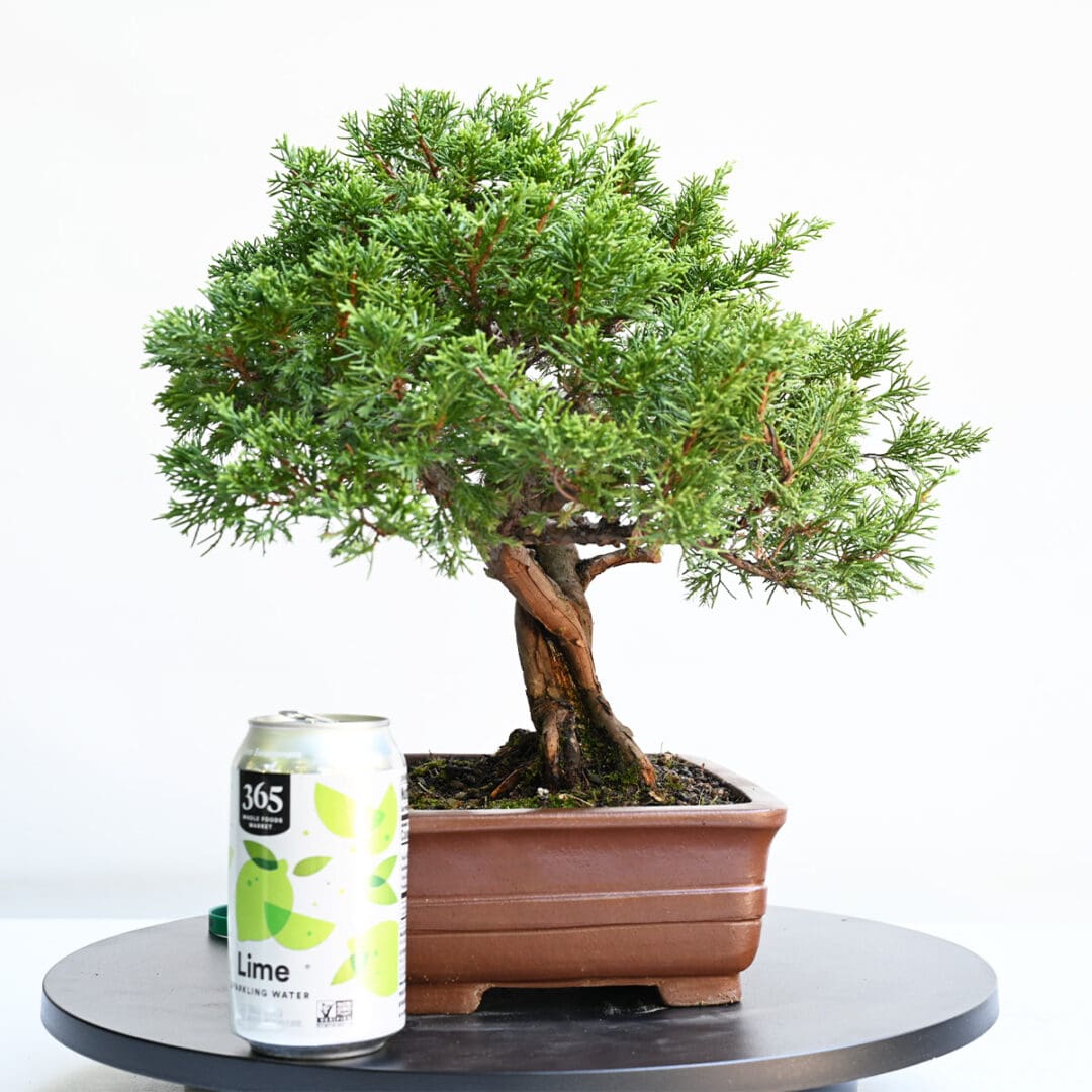 Itoigawa Shimpaku Juniper Bonsai