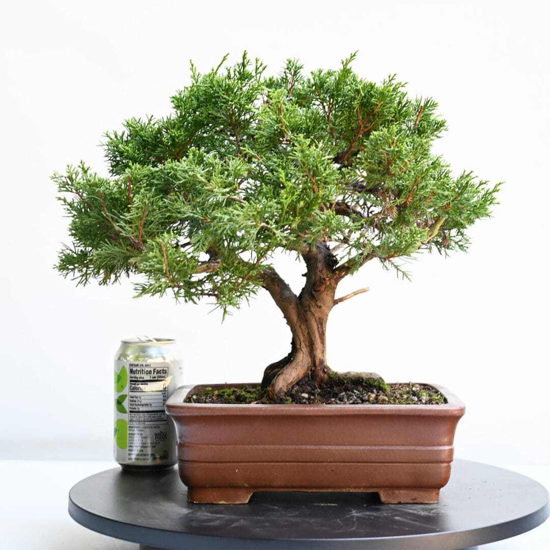 Itoigawa Shimpaku Juniper Bonsai