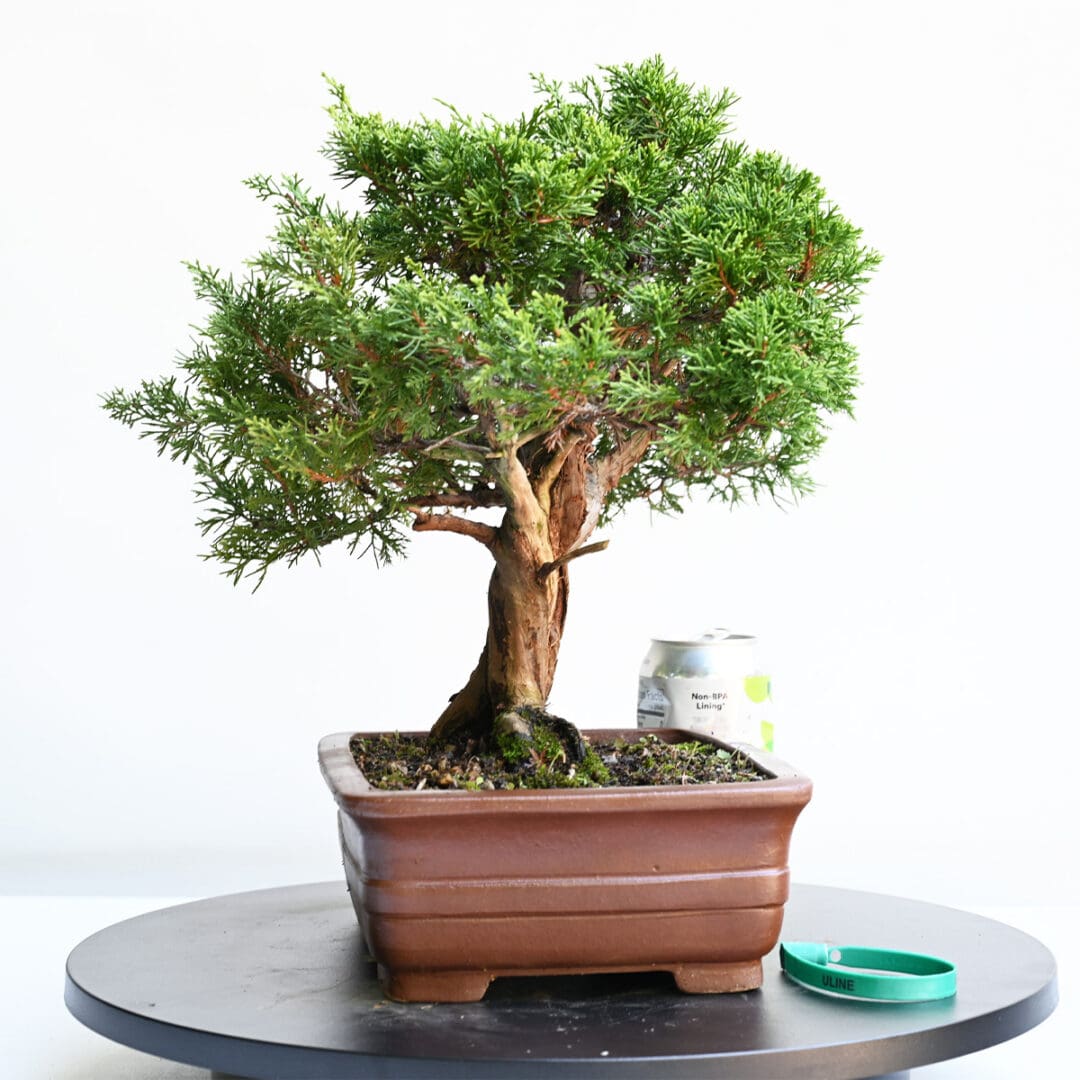 Itoigawa Shimpaku Juniper Bonsai