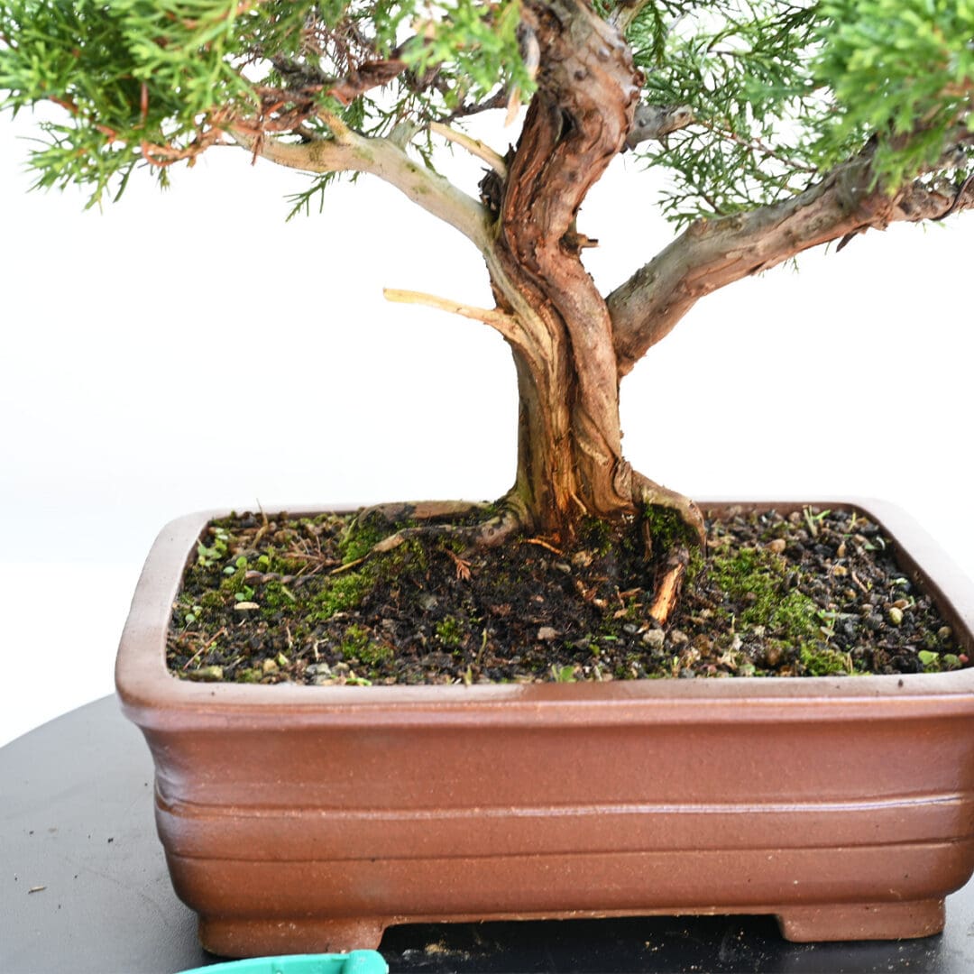 Itoigawa Shimpaku Juniper Bonsai