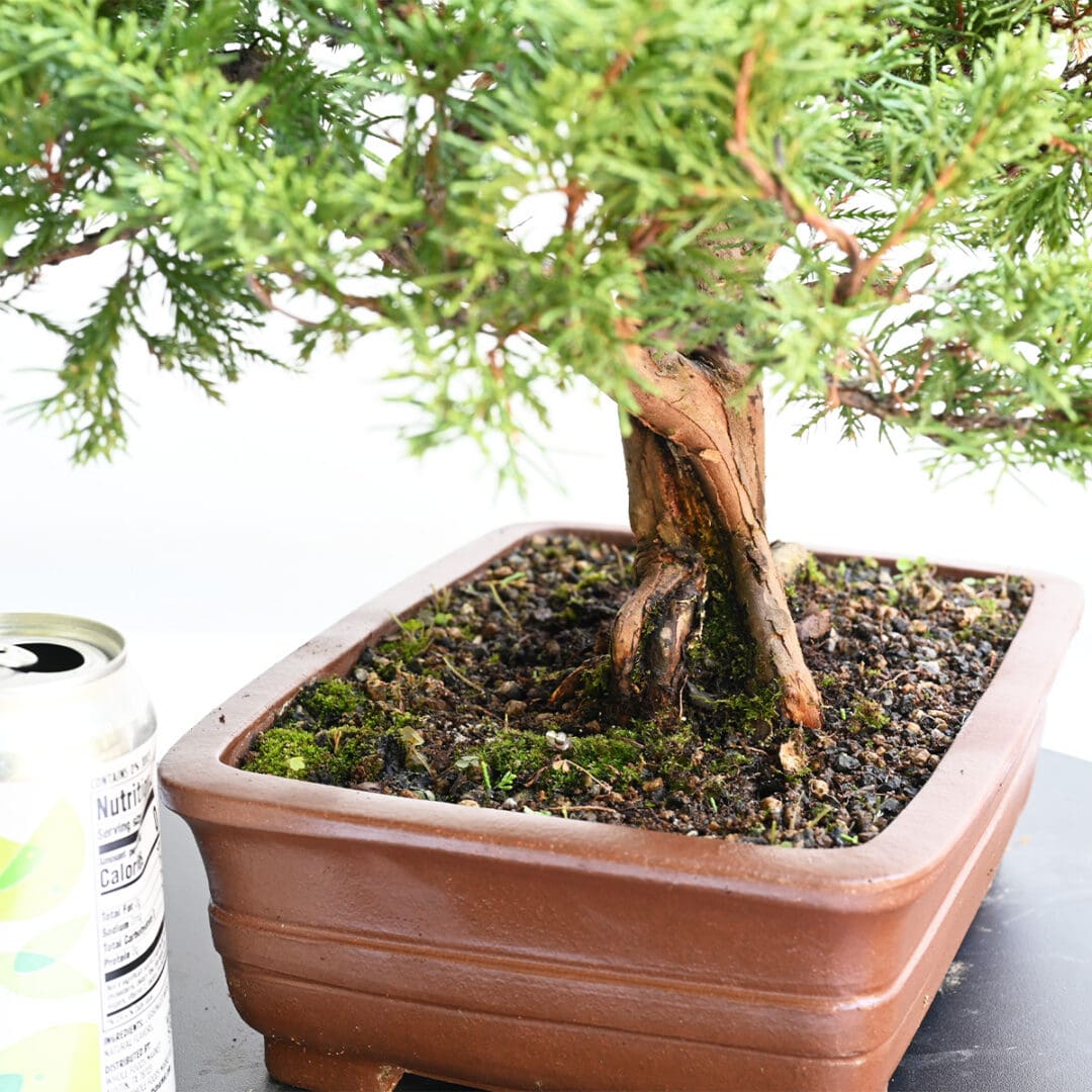 Itoigawa Shimpaku Juniper Bonsai